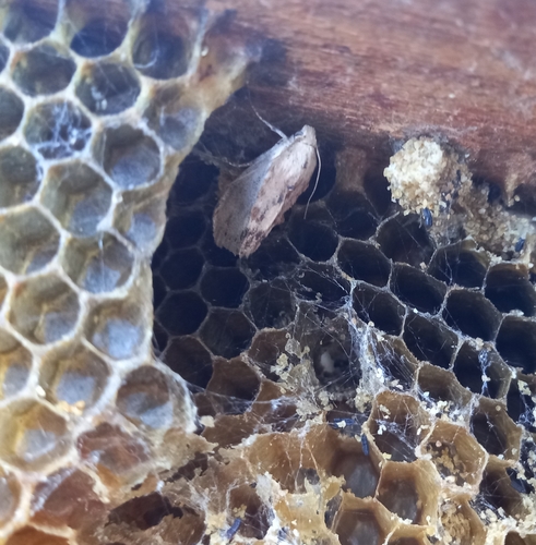 Galleria mellonella