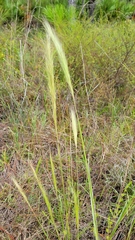 Aristida spiciformis