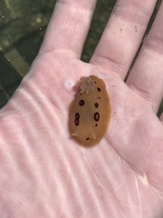 Diaulula sandiegensis