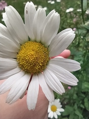Asteraceae