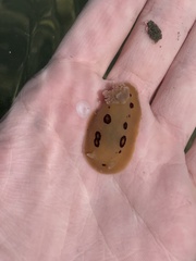 Diaulula sandiegensis