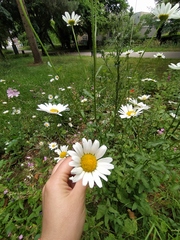 Asteraceae