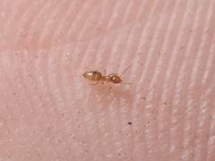 Brachymyrmex depilis