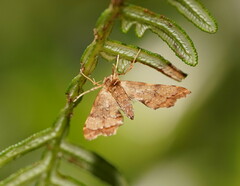 Musotima nitidalis