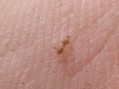 Brachymyrmex depilis