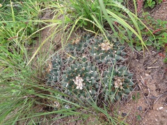Mammillaria magnimamma