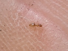 Brachymyrmex depilis