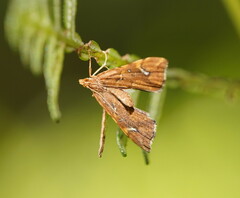 Musotima nitidalis