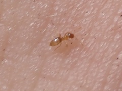 Brachymyrmex depilis