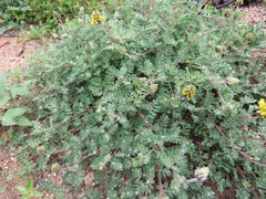 Dalea lutea