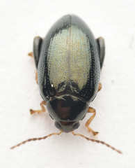 Psylliodes chrysocephala
