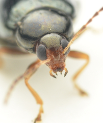 Psylliodes chrysocephala