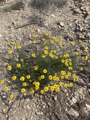 Thymophylla tenuiloba