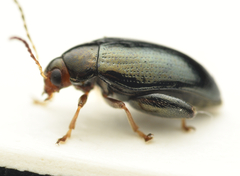 Psylliodes chrysocephala