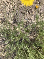 Thymophylla tenuiloba