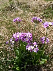 Primula