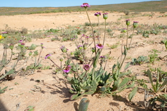 Othonna cakilifolia