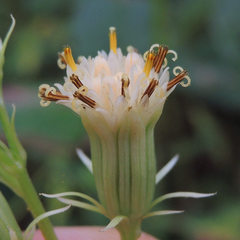 Hasteola suaveolens