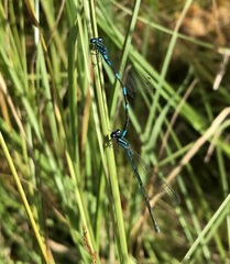 Coenagrion johanssoni