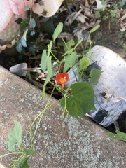 Ipomoea hederifolia