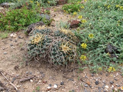 Mammillaria magnimamma