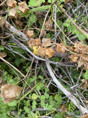 Cardiospermum halicacabum