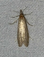 Diatraea lisetta