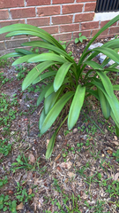 Agapanthus praecox
