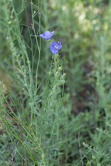 Linum lewisii