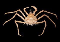 Paralithodes rathbuni