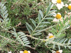 Astragalus hypoleucus