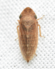 Aphrodes