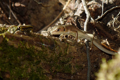 Lacerta viridis