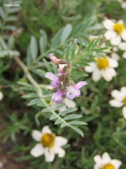 Astragalus hypoleucus