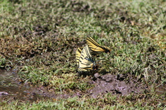 Papilio multicaudata