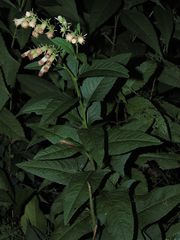 Hasteola suaveolens
