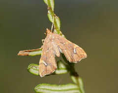 Musotima nitidalis