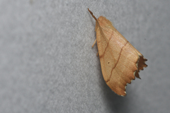 Drepana bilineata