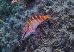 Hypoplectrodes maccullochi