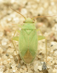 Orthotylus moncreaffi