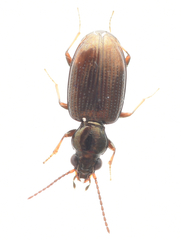 Bembidion