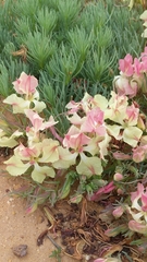 Lechenaultia macrantha