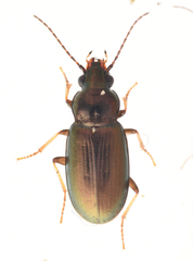 Pogonus chalceus