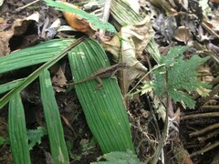 Anolis humilis