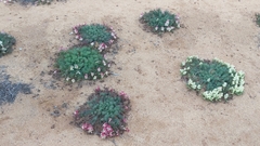 Lechenaultia macrantha