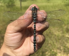 Aeshna subarctica