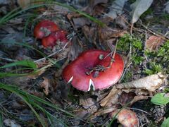 Russula emetica