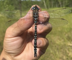 Aeshna subarctica