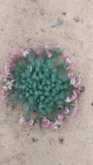 Lechenaultia macrantha