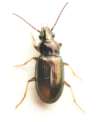 Pogonus chalceus